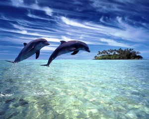 дельфины-и-океан-300x240.jpg