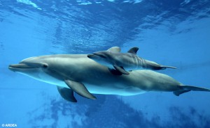 дельфины-300x184.jpg